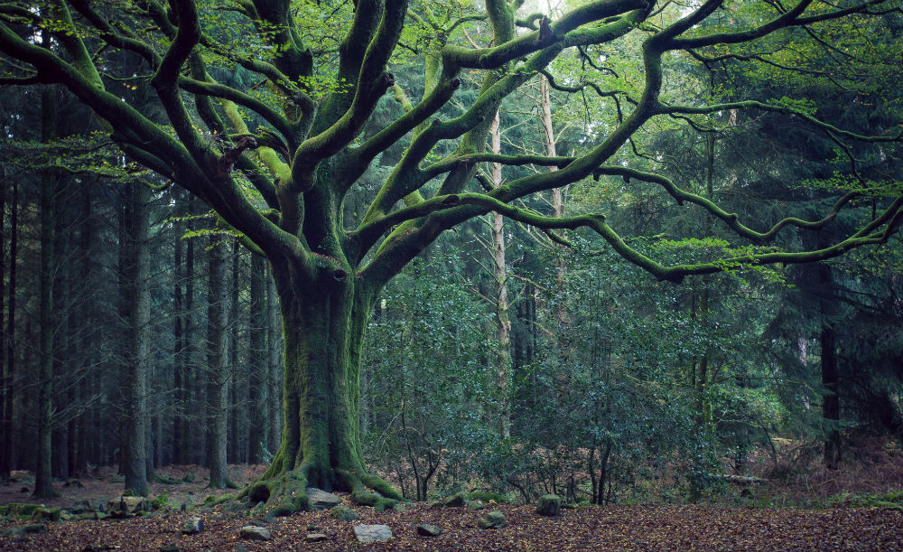 Forêt de Brocéliande à Paimpont