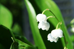 Le muguet du 1er mai