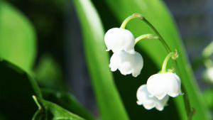 lilies_of_the_valley Le muguet du 1er mai