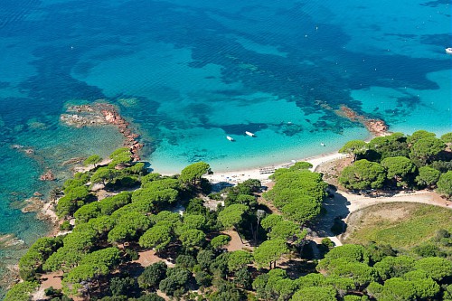 corse corse