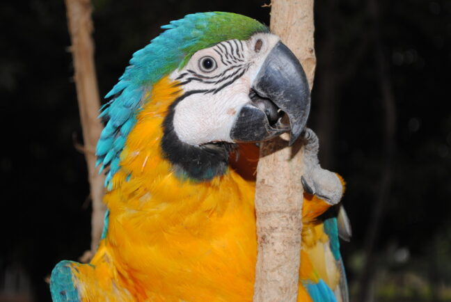 Arara