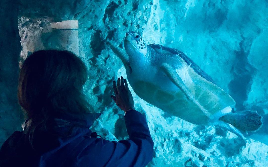 Instagram - aquarium de Biarritz