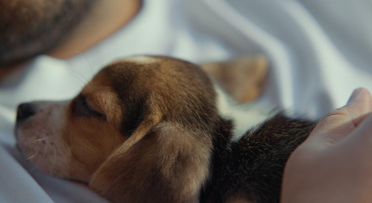 Petit chiot faisant la sieste en vacances en camping